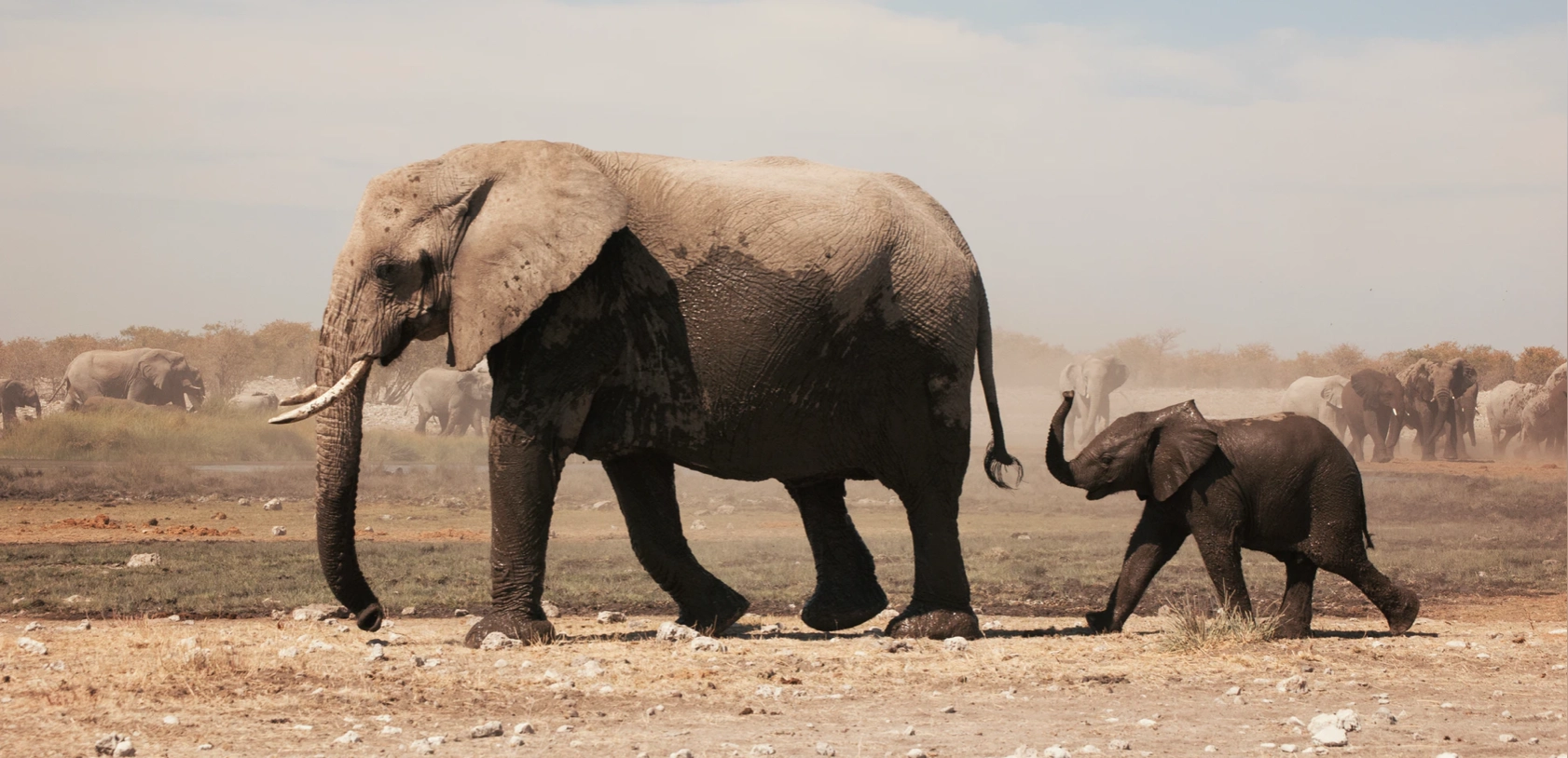 Op zoek naar de olifant, op zoek naar Good Governance
